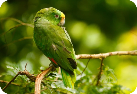 Amazone à NUQUE JAUNE